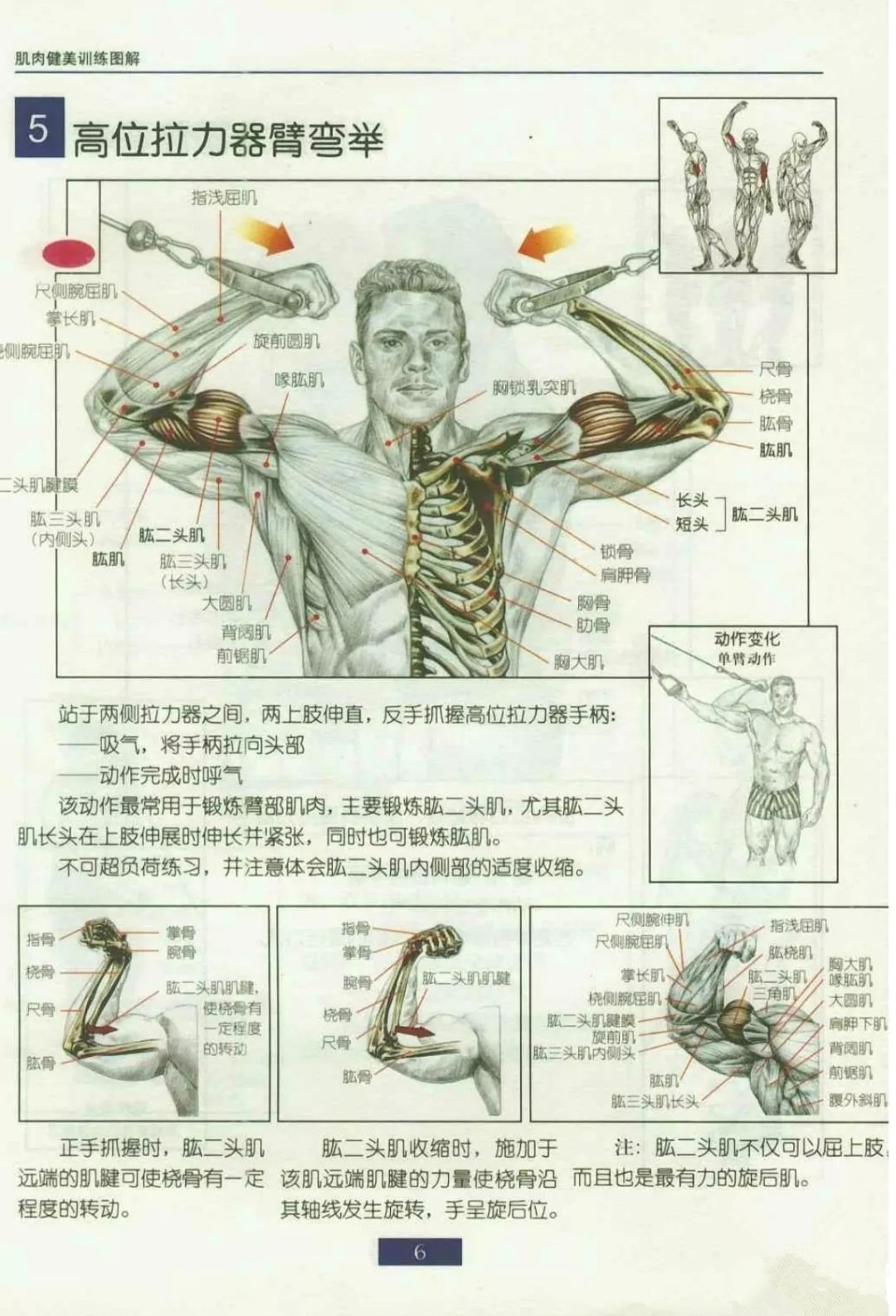 健身动作之 --- 高位拉力器臂弯举  　　